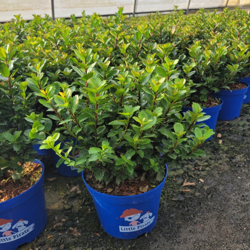 Ilex meserveae 'Little Pirate' (R) C 3 30- 40, 500 Stück lieferbar, Beladung 4x21, Highlight: Runder Wuchs, rundes dunkelgrünes Laub, Äste violett gefärbt!
