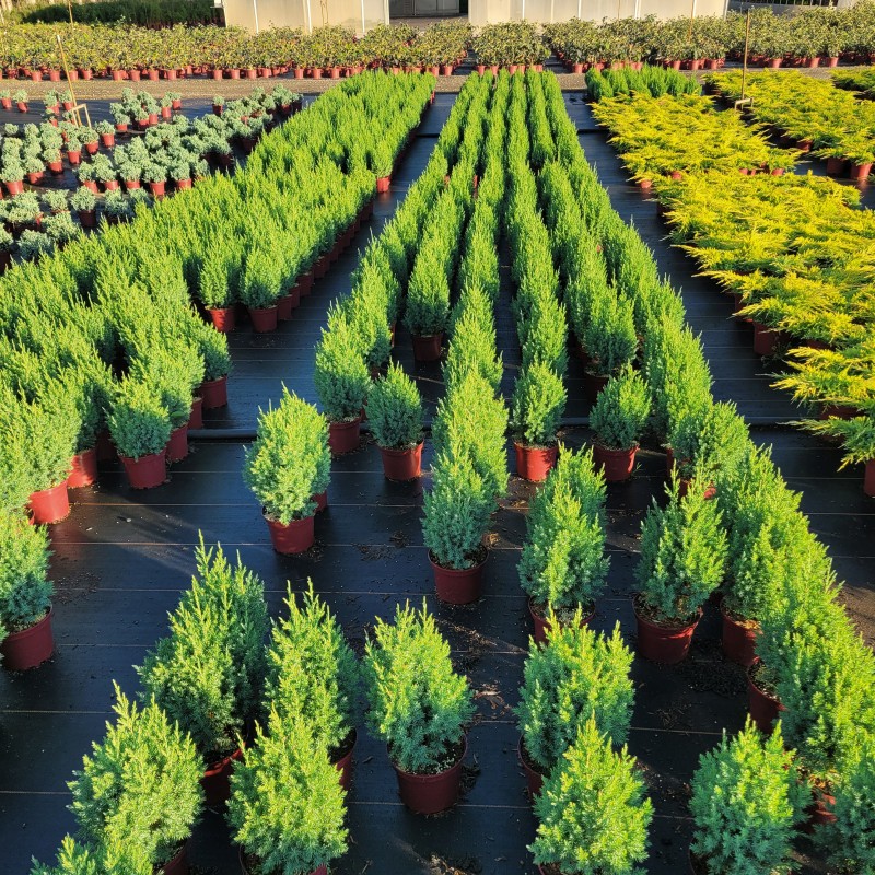 Juniperus chin.'Stricta' C 2 20- 30, 300 Stück lieferbar, Beladung 5x30, Highlight: Kleine silberblaue Minikegel
