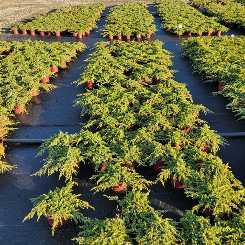 Juniperus com.'Green Carpet' C 2 20- 30, 200 Stück lieferbar, Beladung 6x30, Highlight: Flacher Wacholder, toll für Gräber, Schalen, kleine Vorgärten, in Kombi mit Steinen / Findlingen / Heide.
