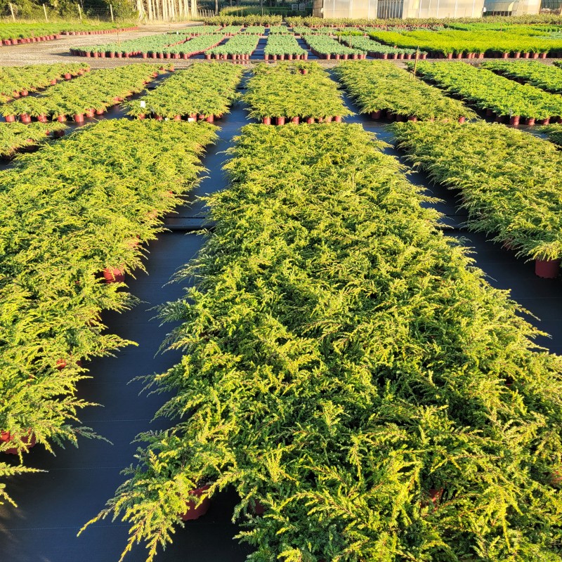 Juniperus com.'Repanda' C 2 20- 30, 400 Stück lieferbar, Beladung 6x30, Highlight: Flacher Wacholder, toll für Gräber, Schalen, kleine Vorgärten, in Kombi mit Steinen / Findlingen / Heide.
