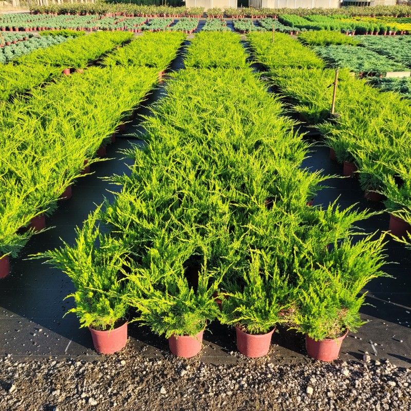 Juniperus media 'Mint Julep' C 3 30- 40, 1000 Stück lieferbar, Beladung 5x21, Highlight: Dunkelgrüner, flach aufgefächert wachsender Wacholder
