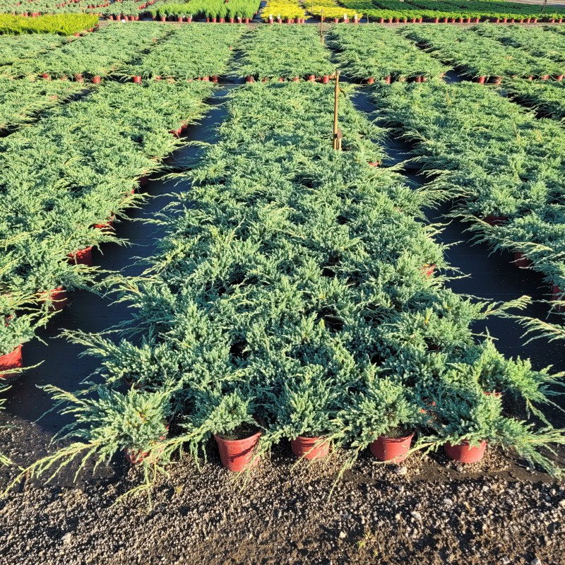 Juniperus squamata 'Blue Carpet' C 2 20- 30, 500 Stück lieferbar, Beladung 6x30, Highlight: Flach kriechender Wacholder mit leuchtend stahlblauer Benadlung
