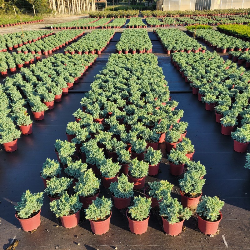 Juniperus squamata 'Blue Star' C 2 15- 20, 1000 Stück lieferbar, Beladung 5x30, Highlight: Blauer Sternwacholder, kugeliger Wuchs, intensiv stahlblaue Benadlung, toll in Kombi z.B. mit Heide
