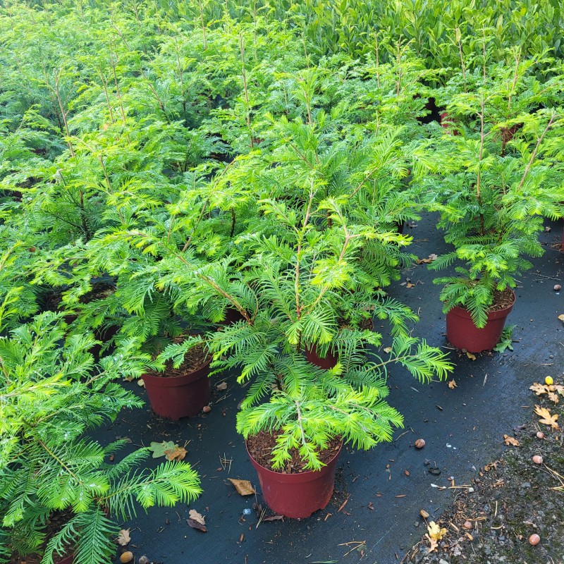 Metasequoia glyptostroboides 'Chubby' C 5 40- 60, 400 Stück lieferbar, Beladung 2x17, Highlight: Kompakter Urweltmammutbaum Chubby, tief dunkelgrüne Benadlung, weiche und federartiges Nadelkleid.
