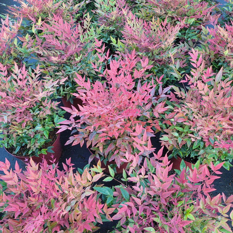 Nandina domestica 'Obsessed'  -R- C 5 30- 40, 300 Stück lieferbar, Beladung 3x17, Highlight: Das obere Laub ist intensiv rot gefärbt - der Himmelsbambus mit einer der besten Rotfärbungen!
