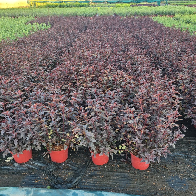 Physocarpus opulifolius 'All Black' (EU-S) C 5 30- 40, 200 Stück lieferbar, Beladung 3x17, Highlight: Kompakte Fasanenspire, tief dunkelrotes Laub, Triebspitzen rötlich leuchtend!
