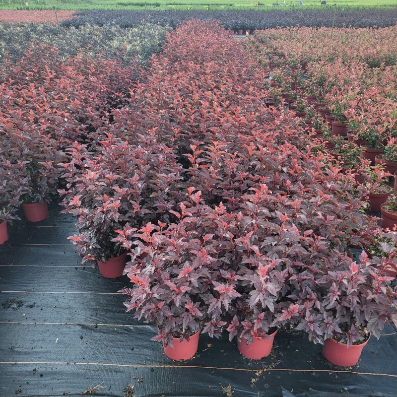 Physocarpus opulifolius 'Little Angel' C 3 30- 40, 200 Stück lieferbar, Beladung 3x21, Highlight: Kompakte Fasanenspire, rötliches Laub, Triebspitzen lippenstiftrot!
