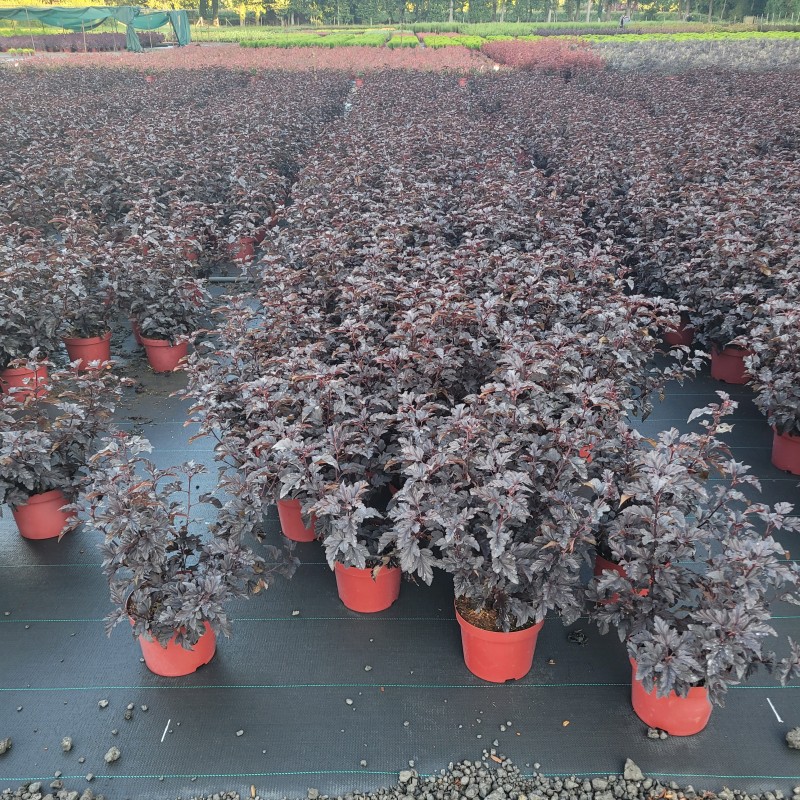 Physocarpus opulifolius 'Panther'  -R- C 5 40- 60, 900 Stück lieferbar, Beladung 3x17, Highlight: Kompakte Fasanenspiere, fast schwarzes Laub mit etwas Rotstich - dunkelste Sorte im Sortiment!
