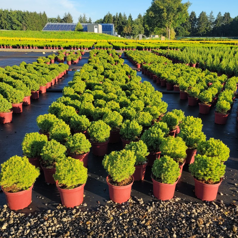 Picea glauca 'Alberta Globe' C 2 15- 20, 500 Stück lieferbar, Beladung 6x30, Highlight: Kleine Kugelfichte, frischgrüne Nadelfarbe, für absolute Miniaturgärten
