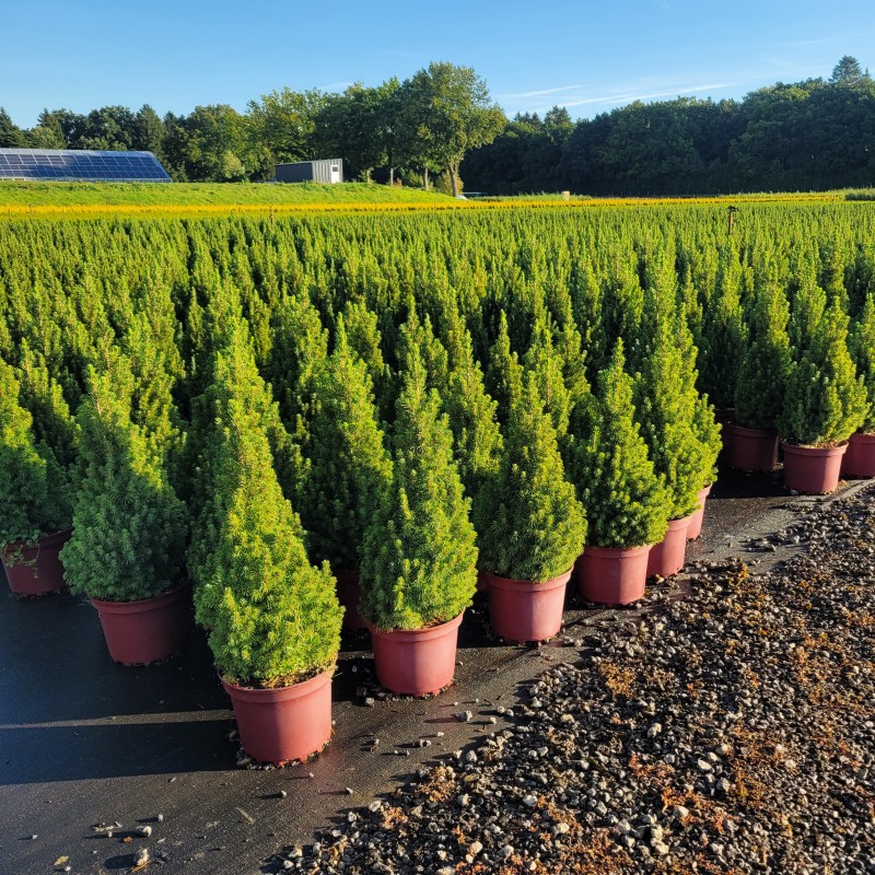 Picea glauca 'Conica' C 3 30- 40, 2000 Stück lieferbar, Beladung 3x21, Highlight: Picea glauca Conica C3 30-40 - der Dauer-Topseller - jetzt schon an die Vorweihnachtszeit denken!
