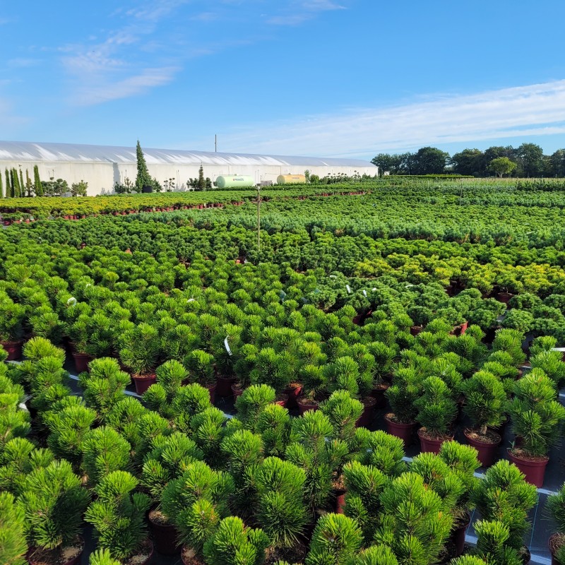 Pinus Mix - Mein Kieferngarten C 3 20- 25, 1000 Stück lieferbar, Beladung 4x21, Highlight: Unglaublich vielfältiges und breites Kiefernsortiment im Topf - jetzt mit super Ausfärbung!
