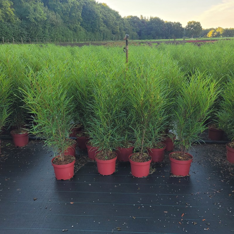 Rhamnus frangula 'Fine Line'  -R- C 5 40- 60, 500 Stück lieferbar, Beladung 2x17, Highlight: Dunkelgrüne, grasartige Laubsäulen - Blüte zudem sehr insektenfreundlich!
