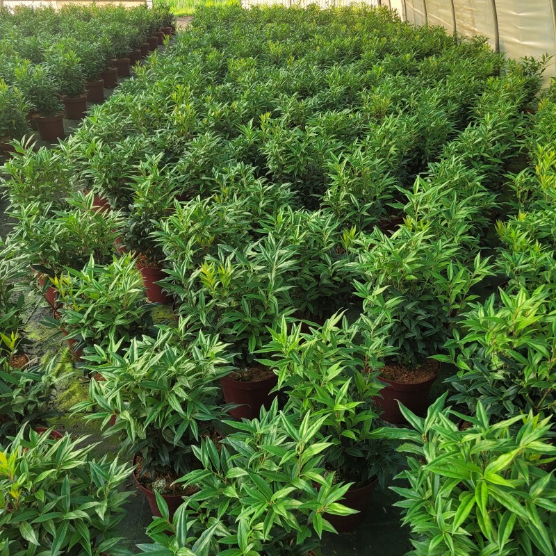 Sarcococca hookeriana 'Winter Gem' C 7,5 40- 60, 700 Stück lieferbar, Beladung 3x12, Highlight: Kräftige Pflanzen, immergrün mit sehr schönem Laub, im Februar / März intensiv duftende Blüte!
