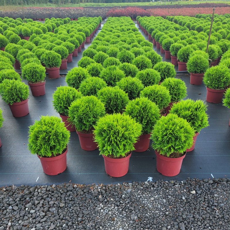Thuja occidentalis 'Danica' C 7,5 30- 40, 500 Stück lieferbar, Beladung 4x12, Highlight: Kugel-Lebensbaum - jetzt frischgrün leuchtend - top als mobiles Grün z.B. im Hauseingangsbereich!
