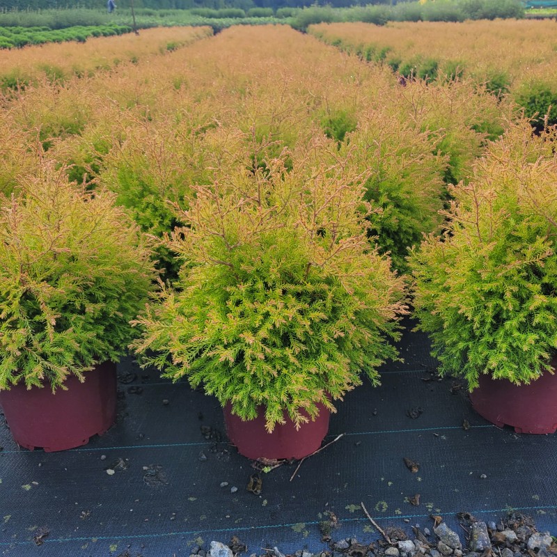 Thuja occidentalis 'Fire Chief'  -R- C 3 20- 30, 500 Stück lieferbar, Beladung 4x21, Highlight: Kleiner wuscheliger Lebensbaum, Nadelfarbe goldgelb mit feurig-orange leuchtenden Spitzen!
