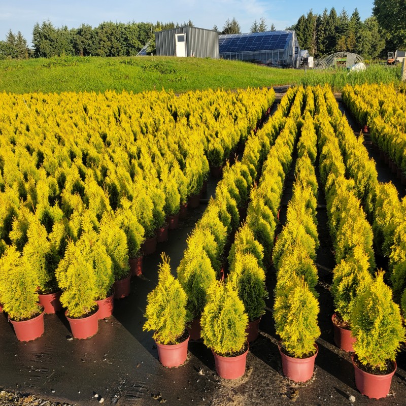 Thuja occidentalis 'Golden Smaragd'  -R- C 3 40- 60, 2000 Stück lieferbar, Beladung 3x21, Highlight: Goldgelb leuchtender Säulen-Lebensbaum - intensive Nadelfarbe!
