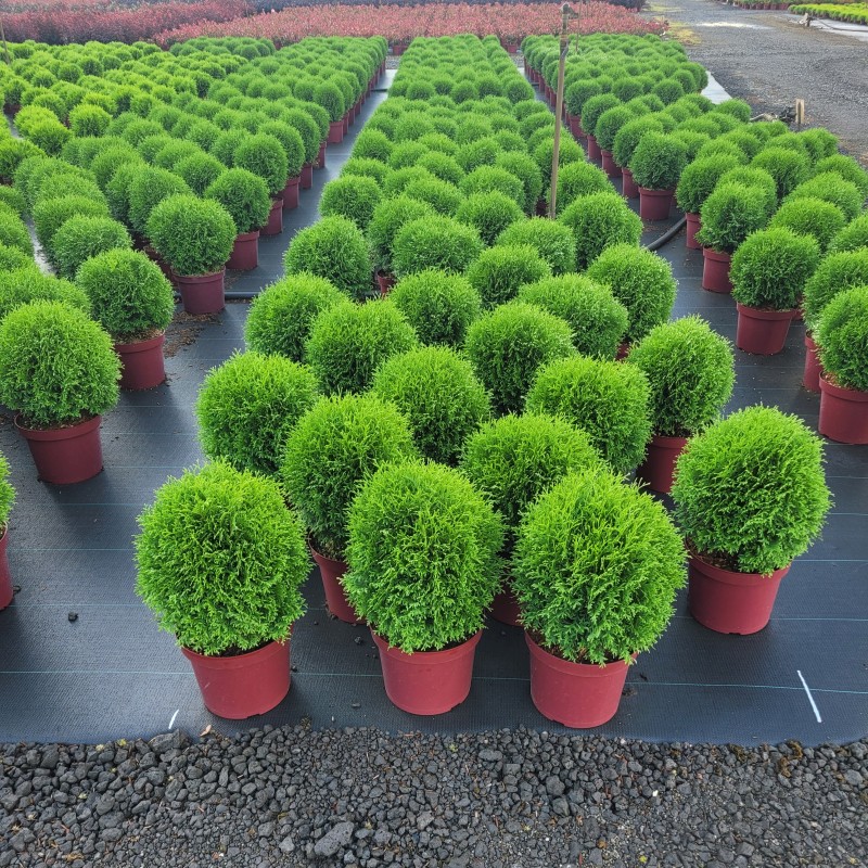 Thuja occidentalis 'Little Giant' C 7,5 30- 40, 500 Stück lieferbar, Beladung 4x12, Highlight: Kugeliger Lebensbaum mit leicht bizarr verwirbelten Nadeln, kräftige Ware!
