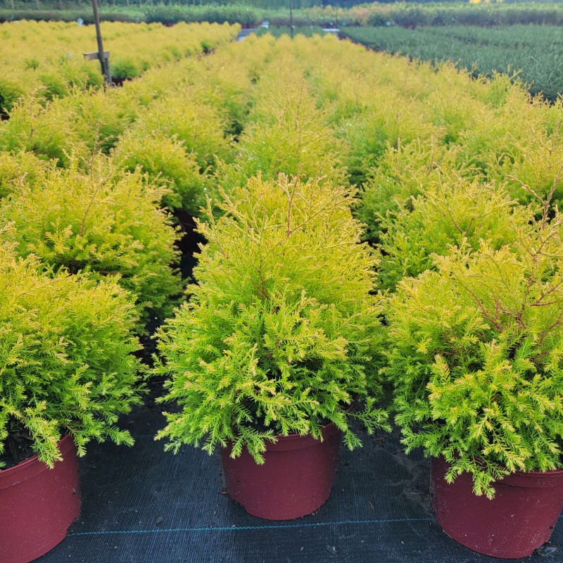 Thuja occidentalis 'Rheingold' C 2 20- 30, 500 Stück lieferbar, Beladung 5x30, Highlight: Wuscheliger Lebensbaum mit intensiv goldgelber Nadelfarbe!
