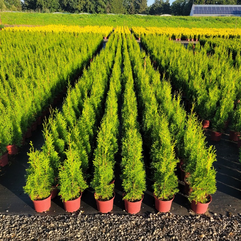 Thuja occidentalis 'Smaragd' C 2 20- 30, 1000 Stück lieferbar, Beladung 5x30, Highlight: Kleine Smaragdlebensbäume, tief dunkelgrün!
