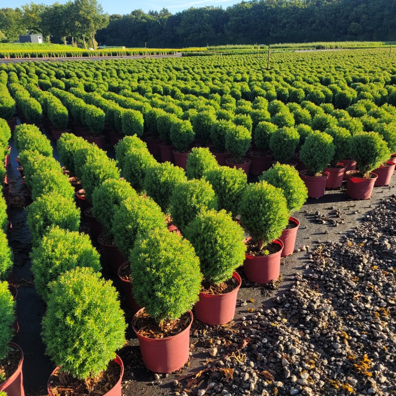 Thuja occidentalis 'Teddy' P 1,5 15- 20, 5000 Stück lieferbar, Beladung 5x36, Highlight: Kleiner kugelrunder Kuschellebensbaum Teddy - jetzt intensiv dunkelgrün. Super für die Bepflanzung von Schalen und Kästen!
