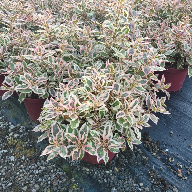 Weigela florida 'Monet'  -R- -S- C 3 30- 40, 300 Stück lieferbar, Beladung 4x21, Highlight: Weigelie mit buntem, sehr hübschem Farbspiel der Blätter!
