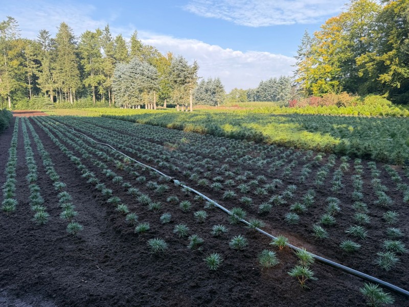 Ein Feld mit frisch gepflanzten Sciadopitys