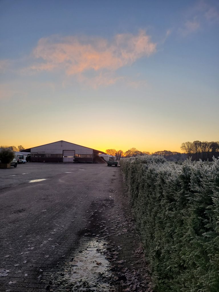 Sonnenaufgang über der Baumschule