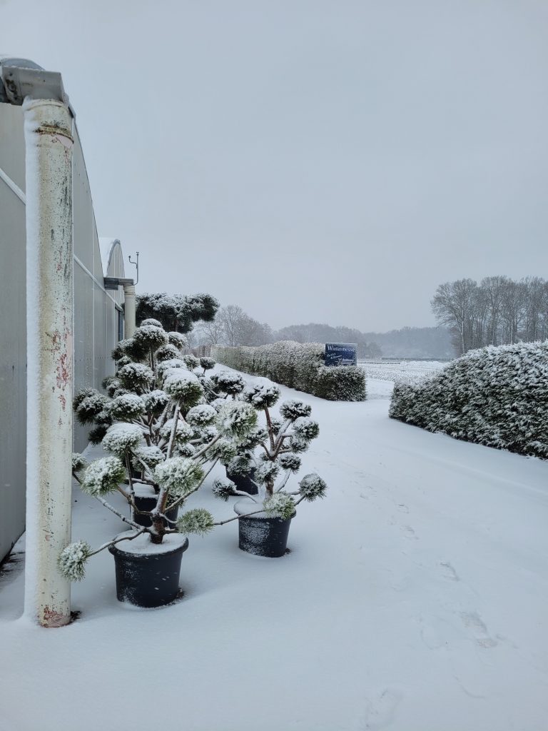 Verschneite Bonsais vor dem Richelhaus