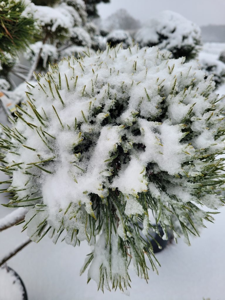 Ein Teil eines verschneiten Bonsais