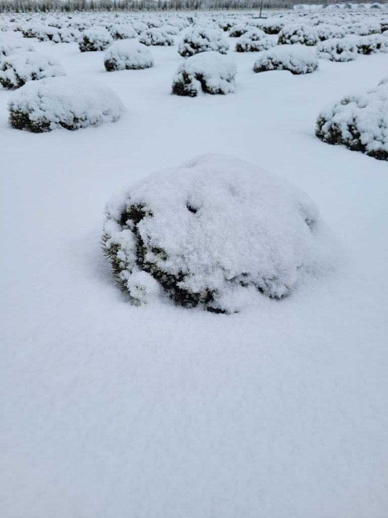 Freilandkultur unter Schnee versteckt