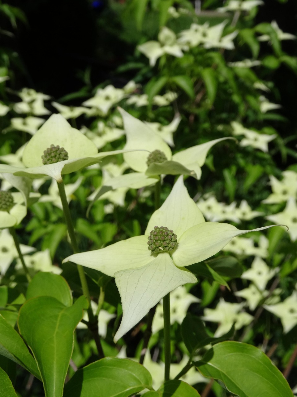 Cornus kousa 'Milky Way' - Blumenhartriegel Milky Way