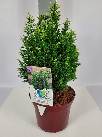 Chamaecyparis laws. 'Snow White' ® – Schneeflockenzypresse