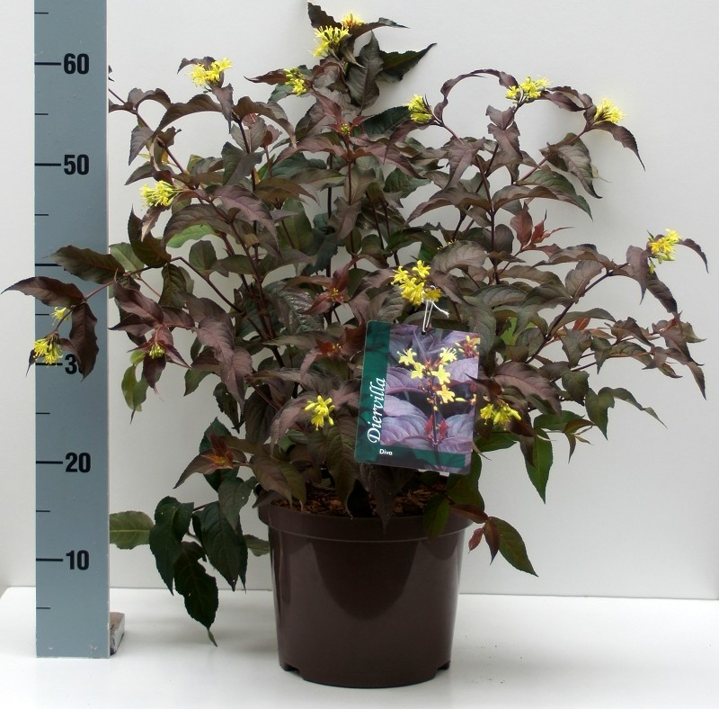 Diervilla splendens 'Diva' EU-S - Amerikanische Weigelie Diva