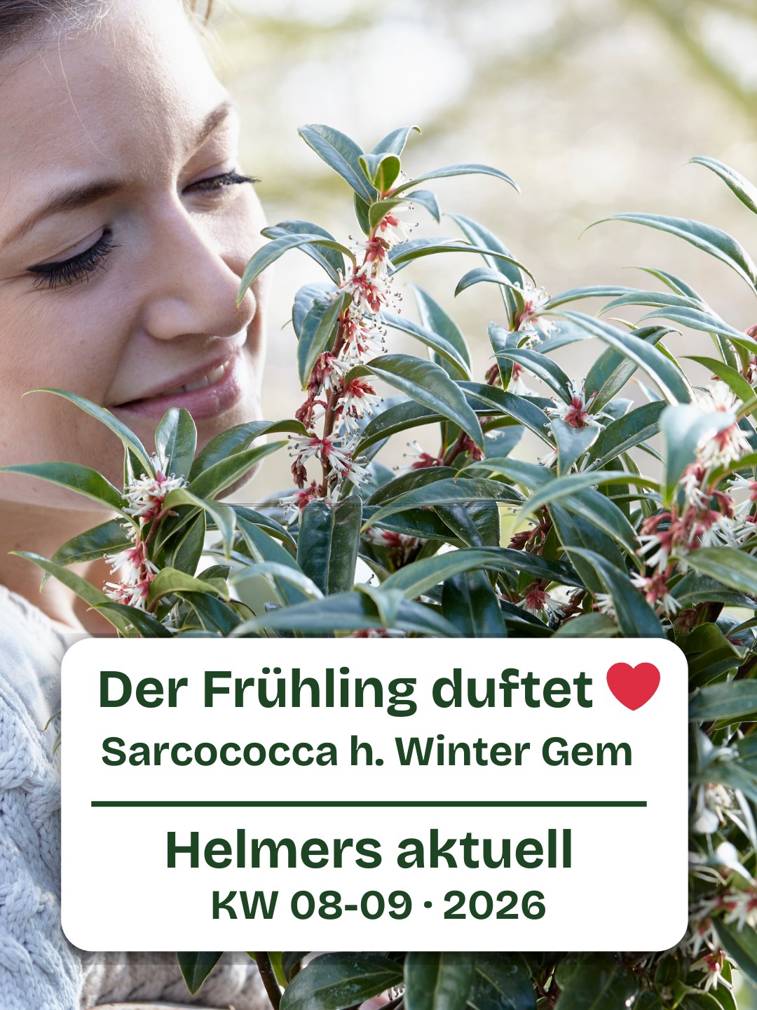 Frau riecht an blühender Sarcococca Winter Gem mit Text „Der Frühling duftet – Helmers aktuell KW 08–09 2026