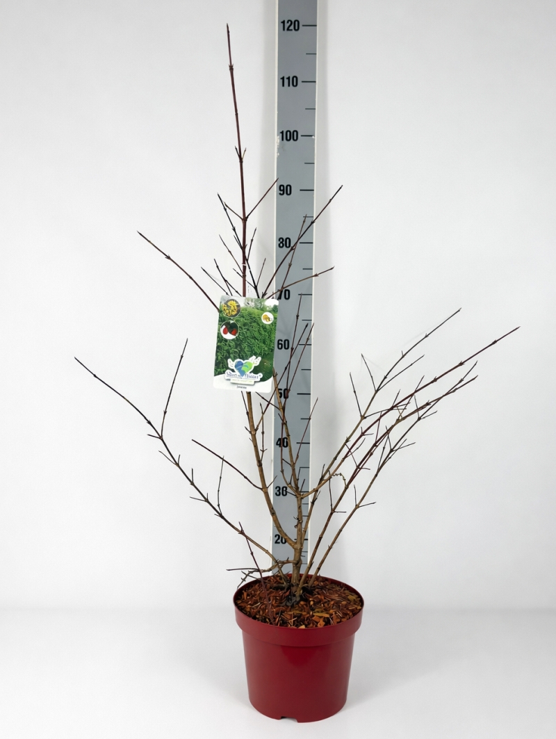 Cornus mas im C5-Container, etwa 60–80 cm hoch, mit Messlatte im Hintergrund zur Größenangabe.