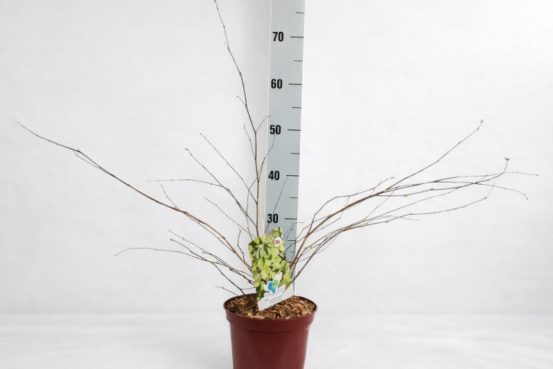 Corylopsis pauciflora im C3-Topf, etwa 30–40 cm hoch, mit Messlatte im Hintergrund.