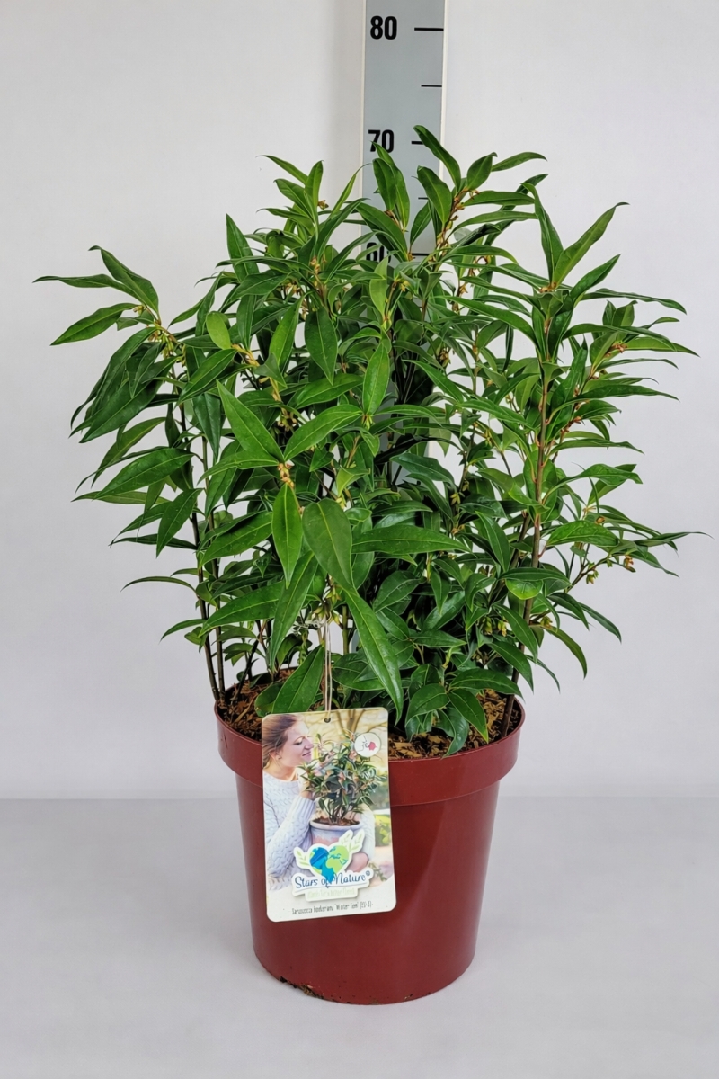 Sarcococca humilis ‘Winter Gem’ im C7,5-Topf, etwa 30–40 cm hoch, mit Messlatte im Hintergrund.