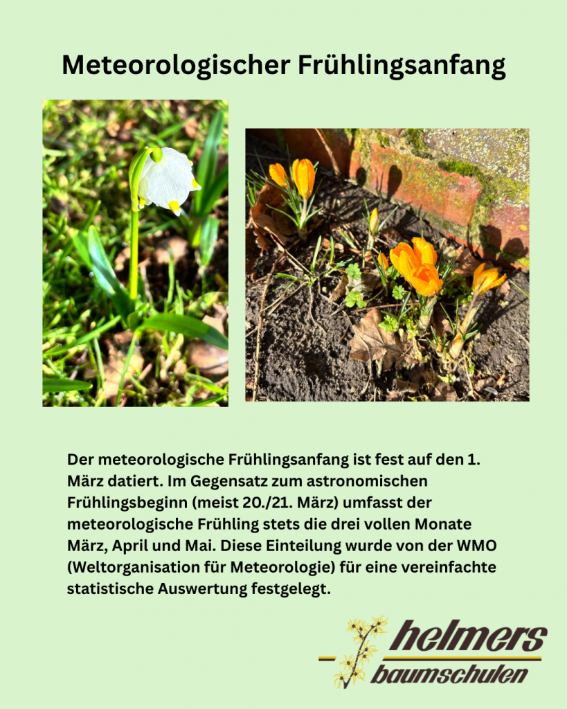 Bild mit einem Märzenbecher und gelben Krokussen und einem Text zum Meteorologischen Frühlingsanfang
