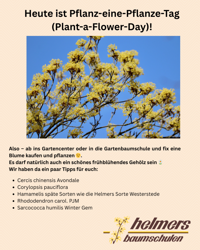 Bild einer Hamamelis und ein Text mit Pflanzvorschlägen