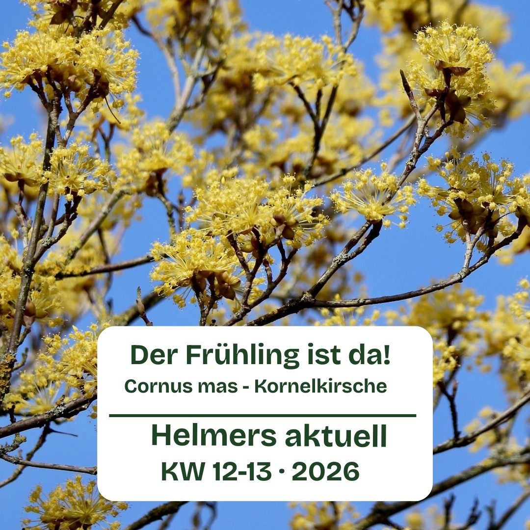 Gelb blühende Kornelkirsche (Cornus mas) vor blauem Himmel mit Text „Der Frühling ist da! – Helmers aktuell KW 12–13 · 2026