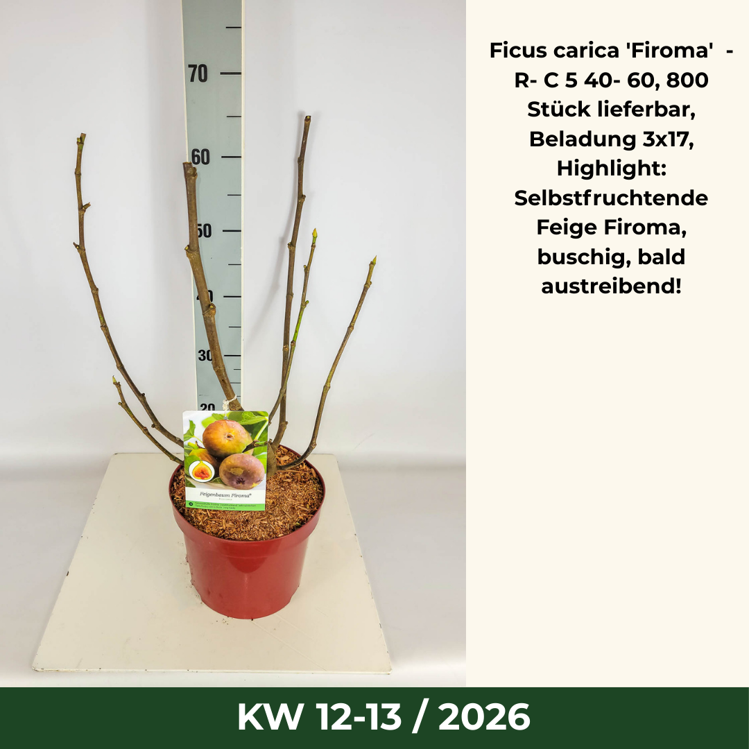 Ficus carica 'Firoma'  -R- C 5 40- 60, 800 Stück lieferbar, Beladung 3x17, Highlight: Selbstfruchtende Feige Firoma, buschig, bald austreibend!