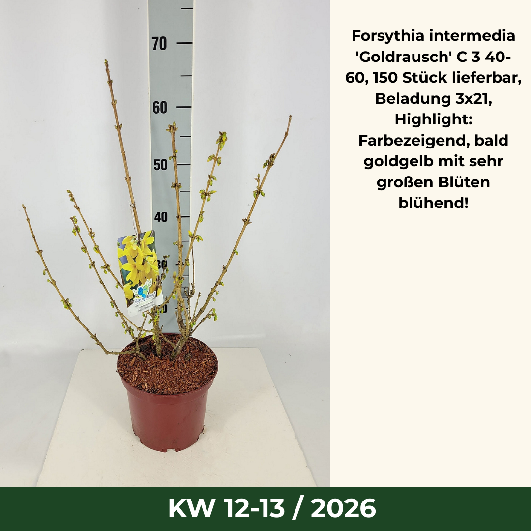 Forsythia intermedia 'Goldrausch' C 3 40- 60, 150 Stück lieferbar, Beladung 3x21, Highlight: Farbezeigend, bald goldgelb mit sehr großen Blüten blühend!