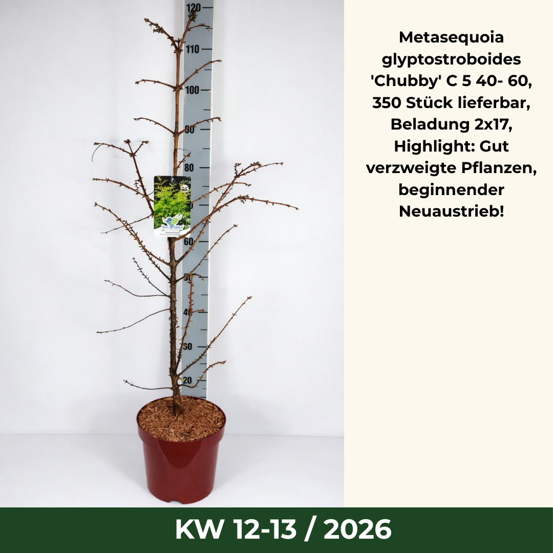 Metasequoia glyptostroboides 'Chubby' C 5 40- 60, 350 Stück lieferbar, Beladung 2x17, Highlight: Gut verzweigte Pflanzen, beginnender Neuaustrieb!