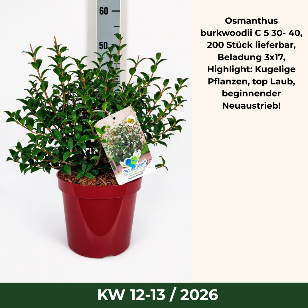 Osmanthus burkwoodii C 5 30- 40, 200 Stück lieferbar, Beladung 3x17, Highlight: Kugelige Pflanzen, top Laub, beginnender Neuaustrieb!