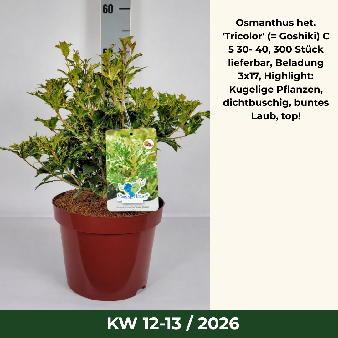 Osmanthus het. 'Tricolor' (= Goshiki) C 5 30- 40, 300 Stück lieferbar, Beladung 3x17, Highlight: Kugelige Pflanzen, dichtbuschig, buntes Laub, top!