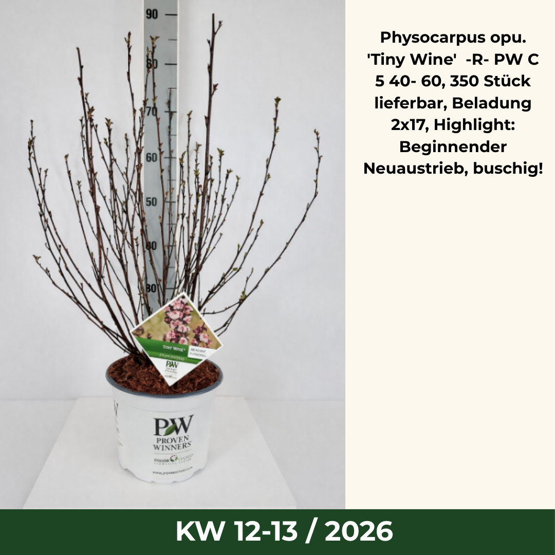 Physocarpus opu. 'Tiny Wine'  -R- PW C 5 40- 60, 350 Stück lieferbar, Beladung 2x17, Highlight: Beginnender Neuaustrieb, buschig!