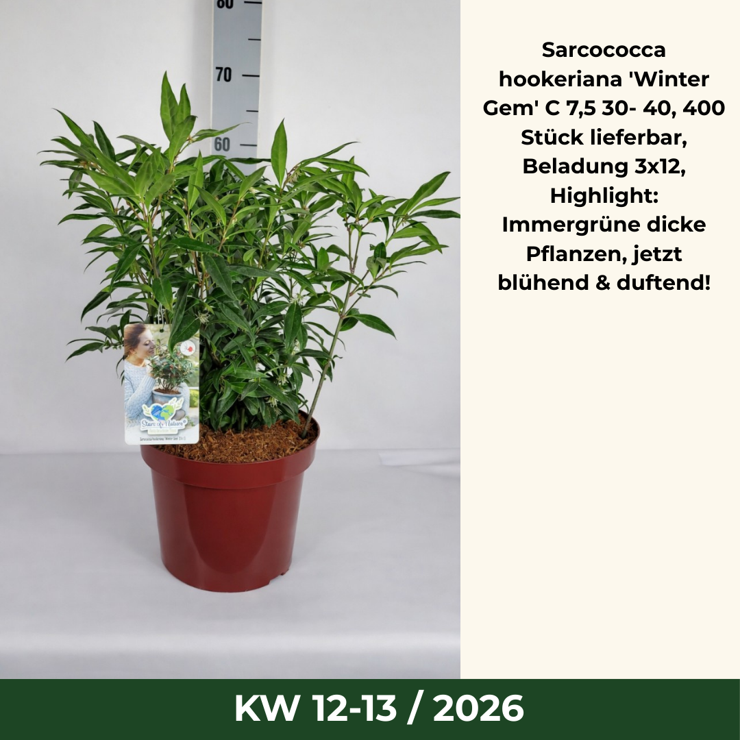 Sarcococca hookeriana 'Winter Gem' C 7,5 30- 40, 400 Stück lieferbar, Beladung 3x12, Highlight: Immergrüne dicke Pflanzen, jetzt blühend & duftend!
