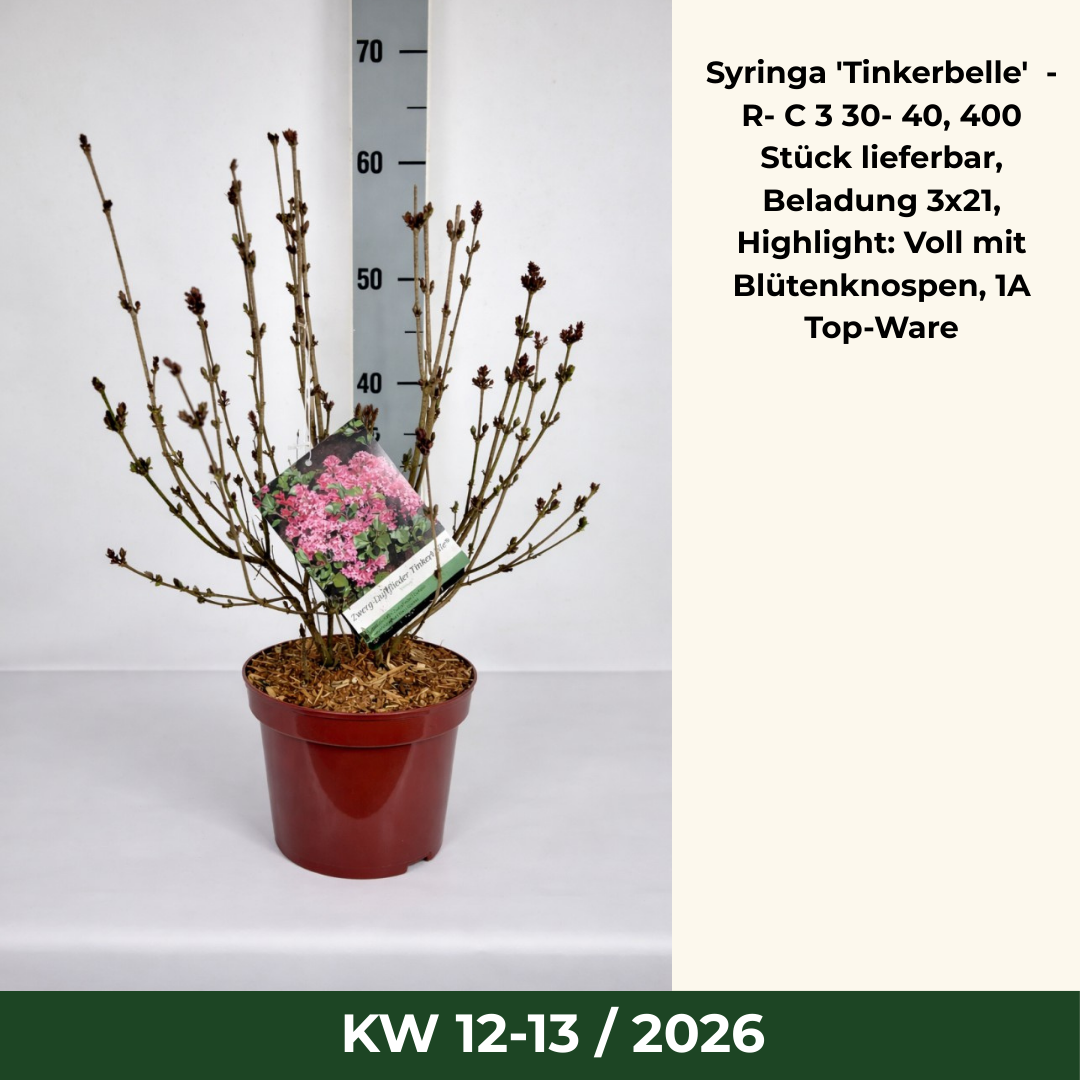 Syringa 'Tinkerbelle'  -R- C 3 30- 40, 400 Stück lieferbar, Beladung 3x21, Highlight: Voll mit Blütenknospen, 1A Top-Ware