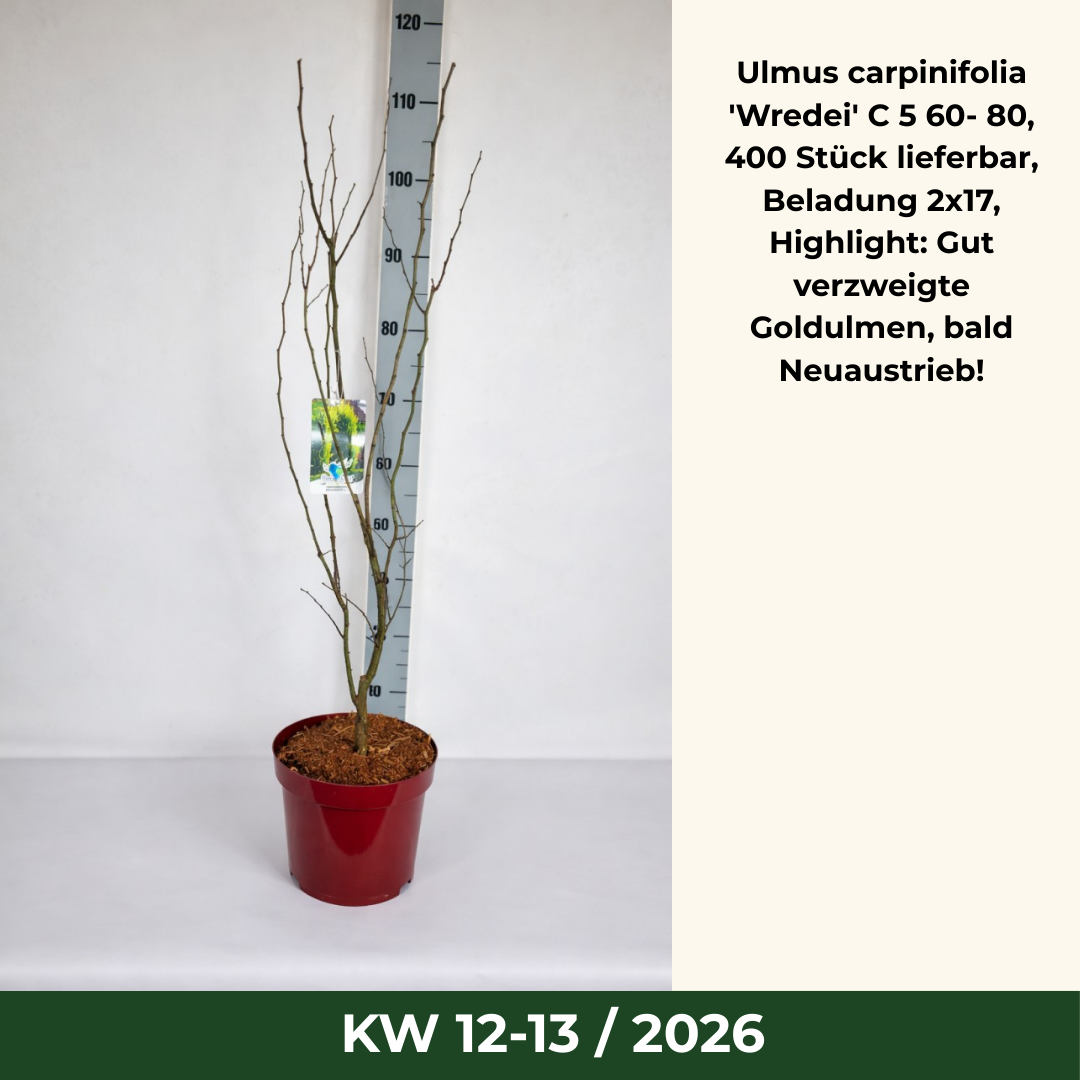 Ulmus carpinifolia 'Wredei' C 5 60- 80, 400 Stück lieferbar, Beladung 2x17, Highlight: Gut verzweigte Goldulmen, bald Neuaustrieb!