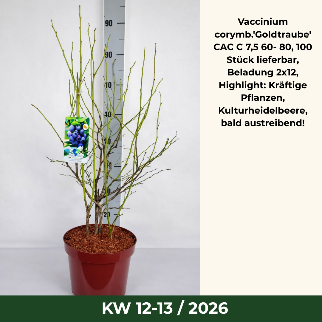 Vaccinium corymb.'Goldtraube'          CAC C 7,5 60- 80, 100 Stück lieferbar, Beladung 2x12, Highlight: Kräftige Pflanzen, Kulturheidelbeere, bald austreibend!